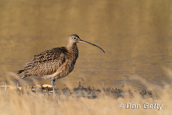 Long-billed Curlew