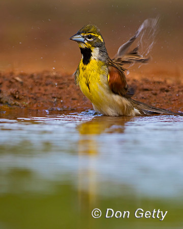 Dickcissel