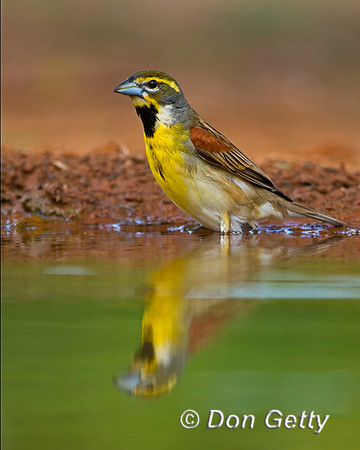 Dickcissel