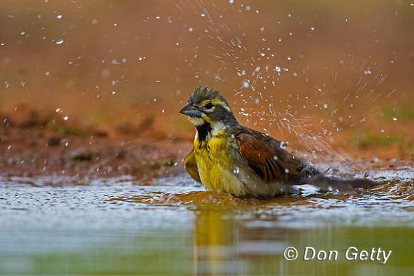 Dickcissel