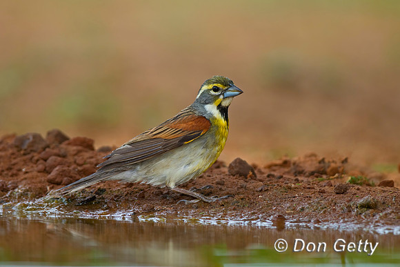 Dickcissel