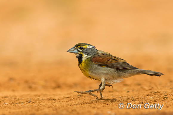 Dickcissel