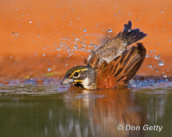 Dickcissel