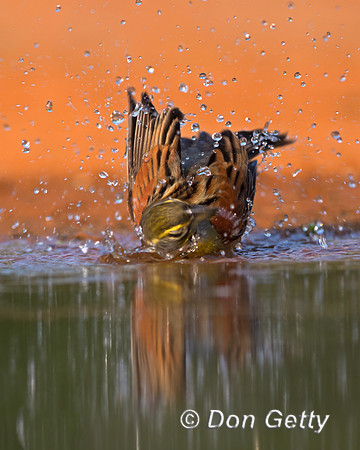 Dickcissel
