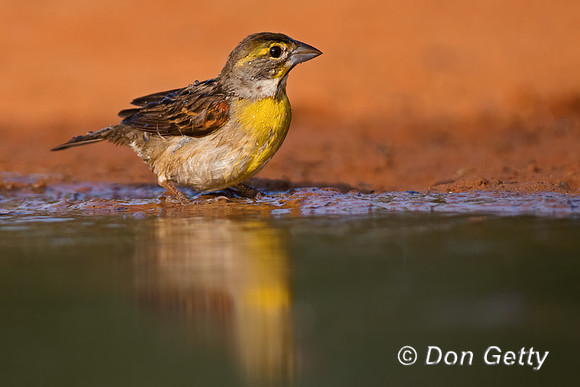 Dickcissel