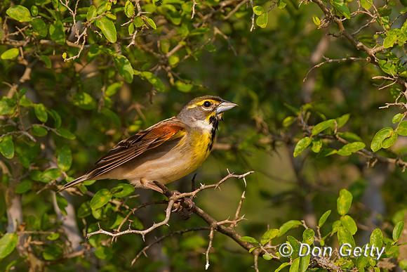 Dickcissel