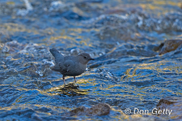 American Dipper