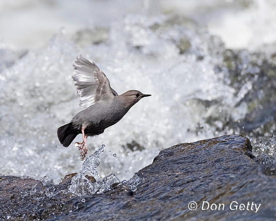 American Dipper