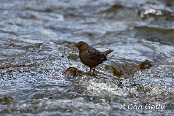 American Dipper