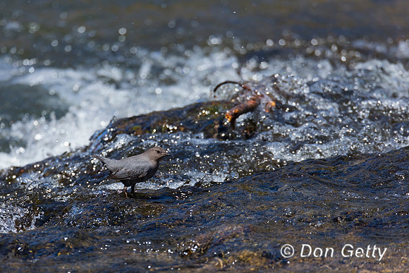 American Dipper