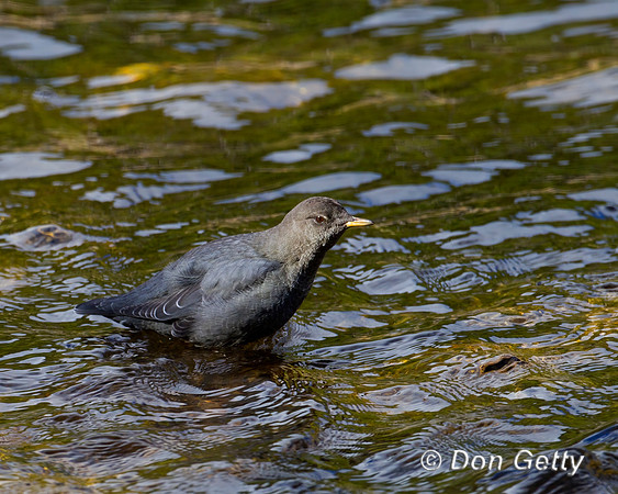 American Dipper