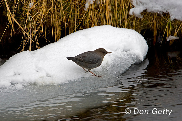 American Dipper