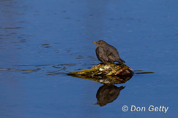 American Dipper