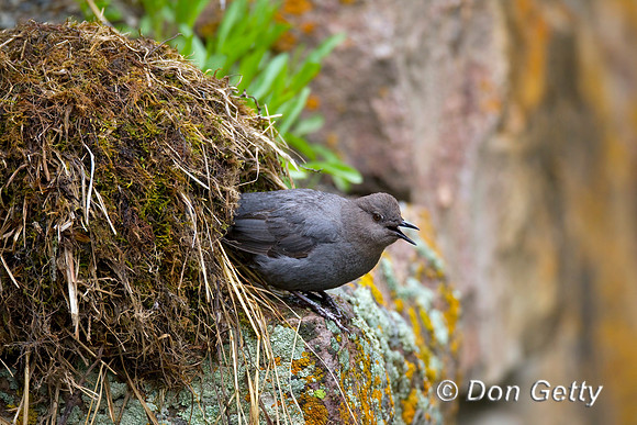 American Dipper