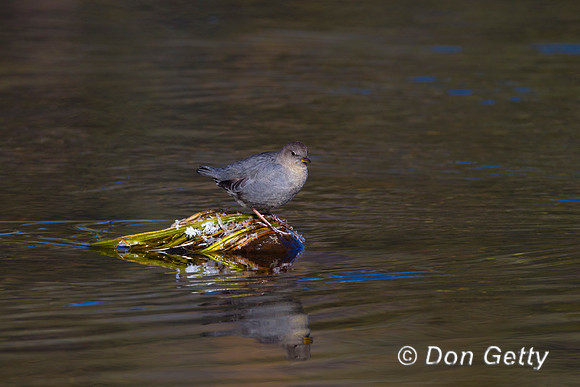 American Dipper