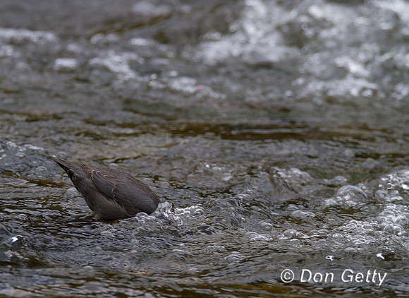 American Dipper