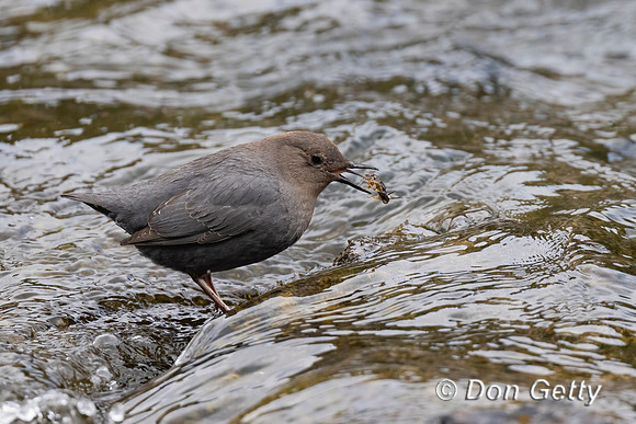American Dipper