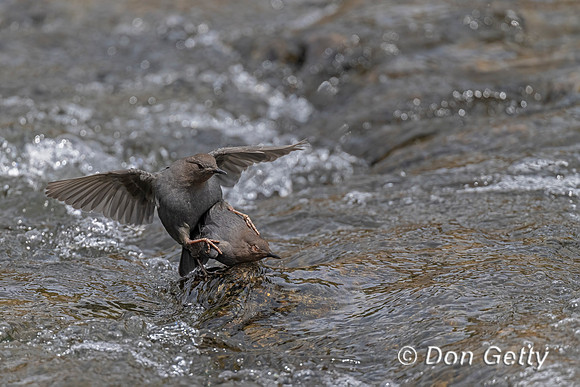 American Dipper