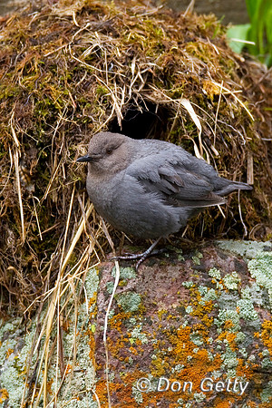 American Dipper