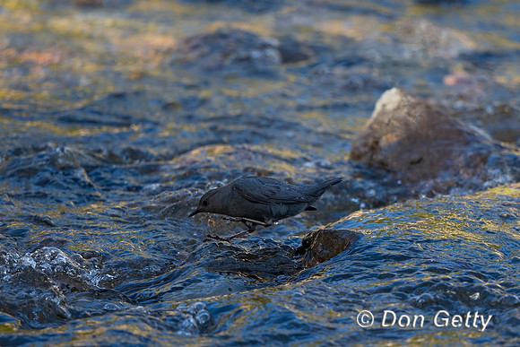 American Dipper