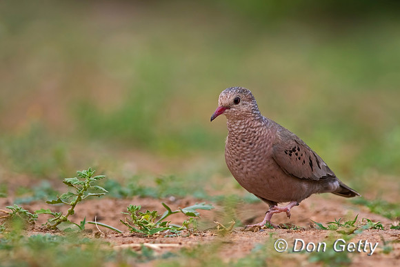Common Ground Dove