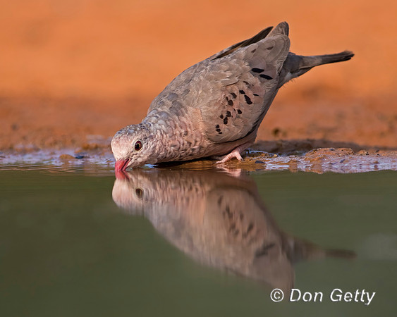 Common Ground Dove