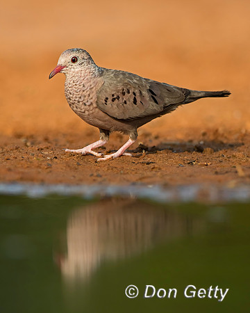 Common Ground Dove