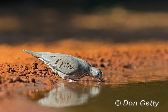 Common Ground Dove