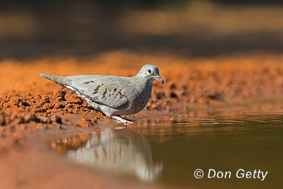 Common Ground Dove