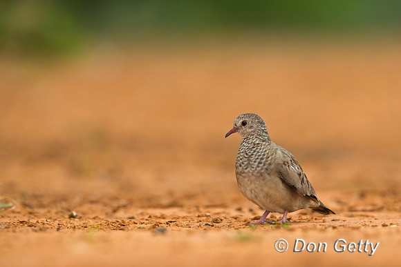Common Ground Dove