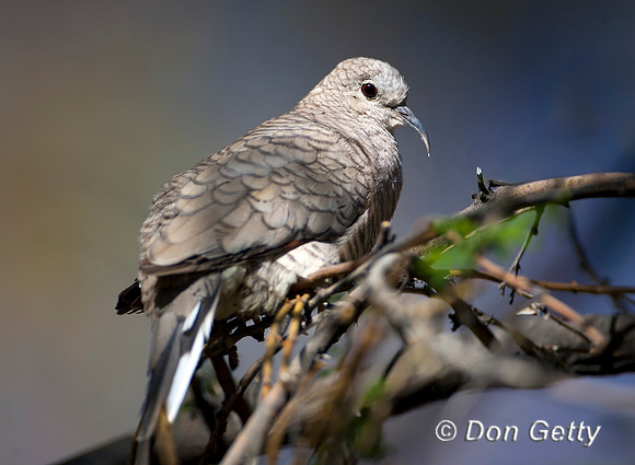 Inca Dove