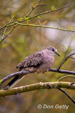 Inca Dove