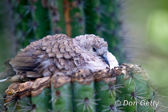 Inca Dove