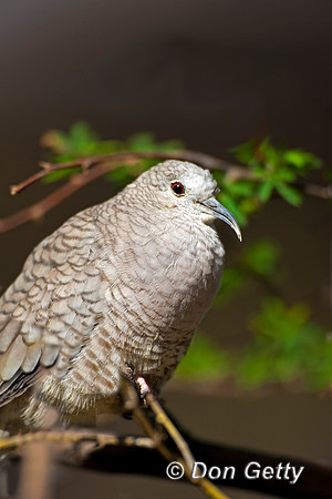 Inca Dove