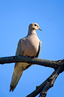 Mourning Dove