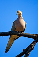 Mourning Dove
