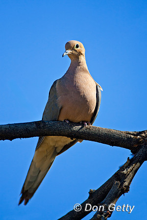 Mourning Dove