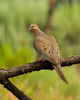 Mourning Dove