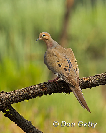 Mourning Dove