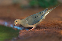 Mourning Dove