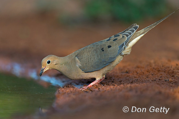 Mourning Dove