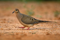 Mourning Dove