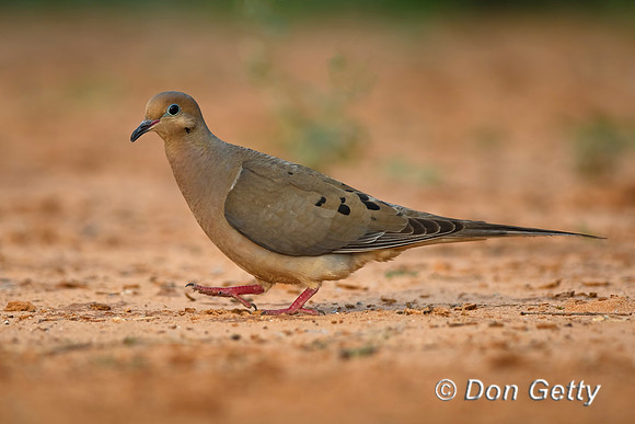 Mourning Dove