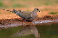 Mourning Dove
