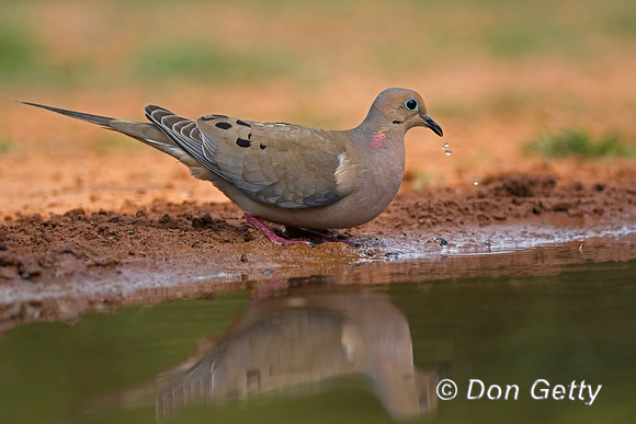 Mourning Dove