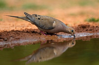 Mourning Dove