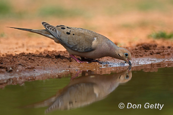 Mourning Dove
