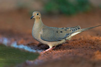 Mourning Dove