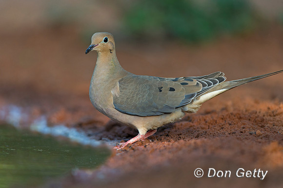 Mourning Dove