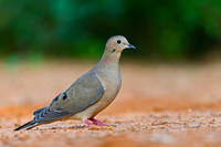 Mourning Dove
